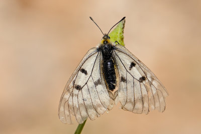 Clouded Apollo -  צב. החרמון - Parnassius mnemosyne