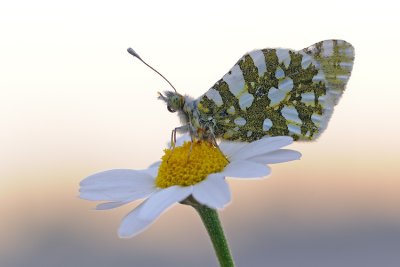 Eastern Dappled White - לבנין מזרחי - Euchloe ausonia