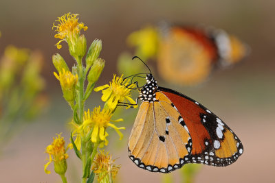 Plain Tiger - דנאית הדורה - Danaus chrysippus