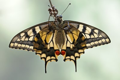 Old World Swallowtail - זנב-סנונית - Papilio machaon