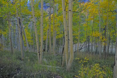 Maroon Canyon, Colorado