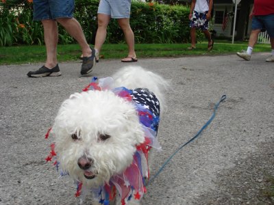 patriotic pooch