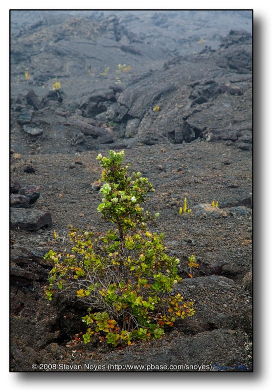 The Return : Kilauea : Hawaii