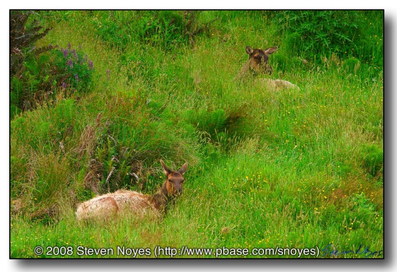 Camouflaged Elk