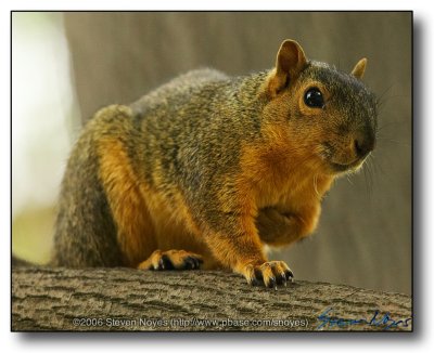 Squirrel : You talking to me?