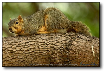 Squirrel : Hunkered Down