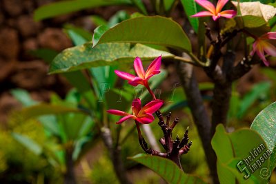 89069_Hawaii08__T4Y6596.jpg