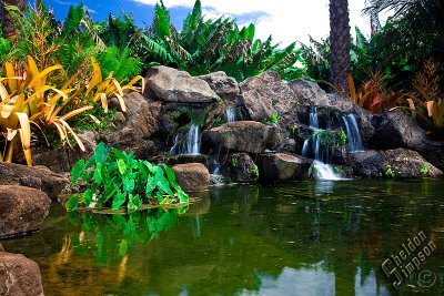 89177_Hawaii08__T4Y6704.jpg