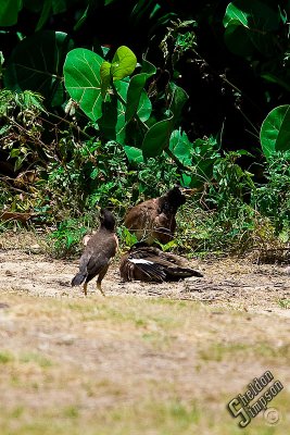 89548_Hawaii08_0K9R1162.jpg