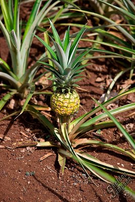 90014_Hawaii08__T4Y7069.jpg