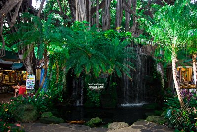 90413_Hawaii08__T4Y7188.jpg