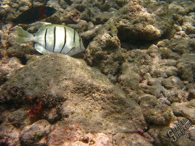 IMG_1167.jpg