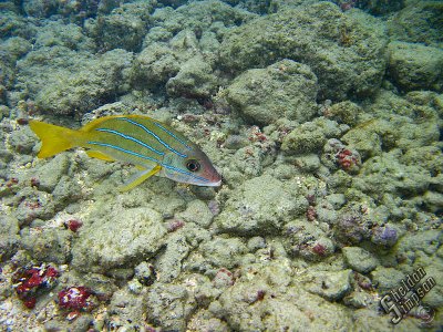 IMG_1171.jpg