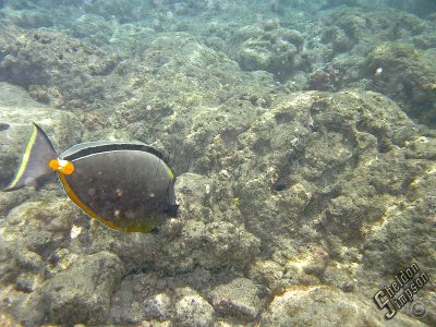 IMG_1178.jpg