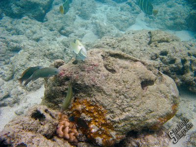 IMG_1189.jpg
