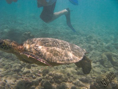 IMG_1215.jpg