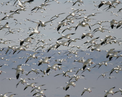 SOU-008-snow-geese.jpg