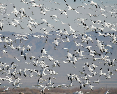 SOU-009-snow-geese.jpg