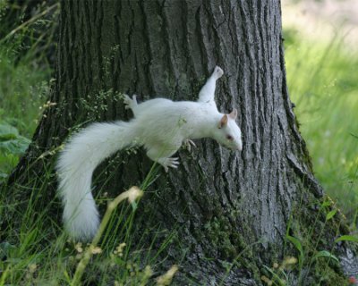 SOU-010-white-squirrel.jpg