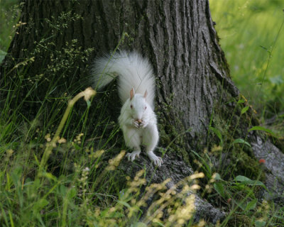 SOU-011-white-squirrel.jpg