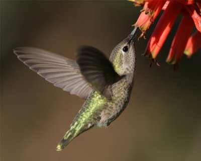 SOU-012-hummingbird.jpg