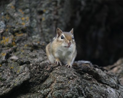 SOU-014-chipmunk.jpg