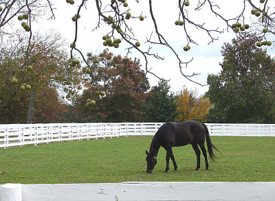 ky_horse_park_visit_and_dry_stone_walls