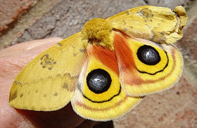 Io Moth