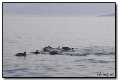 Dolphins