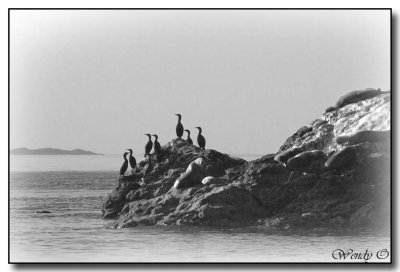 Cormorants on a Rock