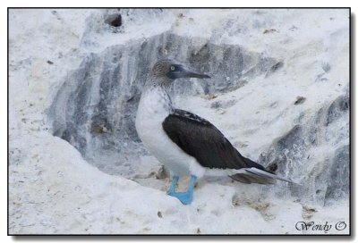 Blue Footed Boobie