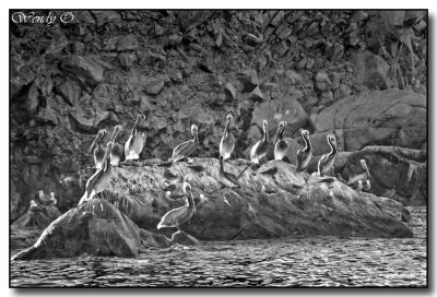 Back Lit Pelicans