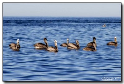 Pelicans on Blue