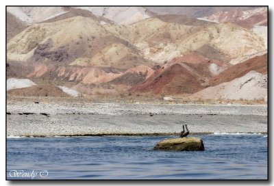 Two Pelicans