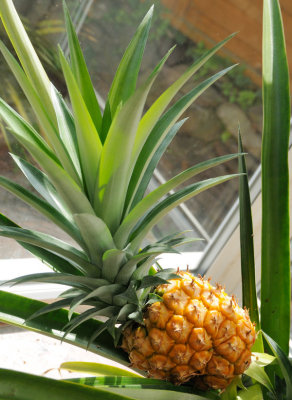 1091-Ripe Pineapple.jpg