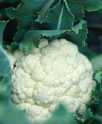 0053 - Cauliflower.jpg