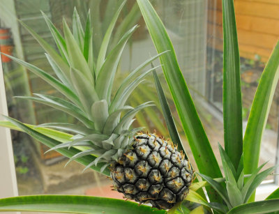 0513 - Pineapple June27.jpg