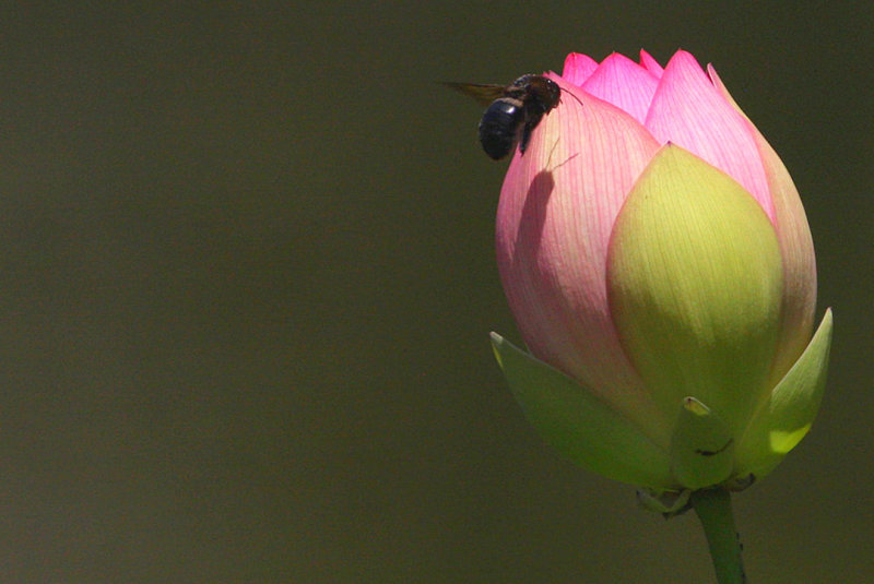 IMG_7594 bp.jpg