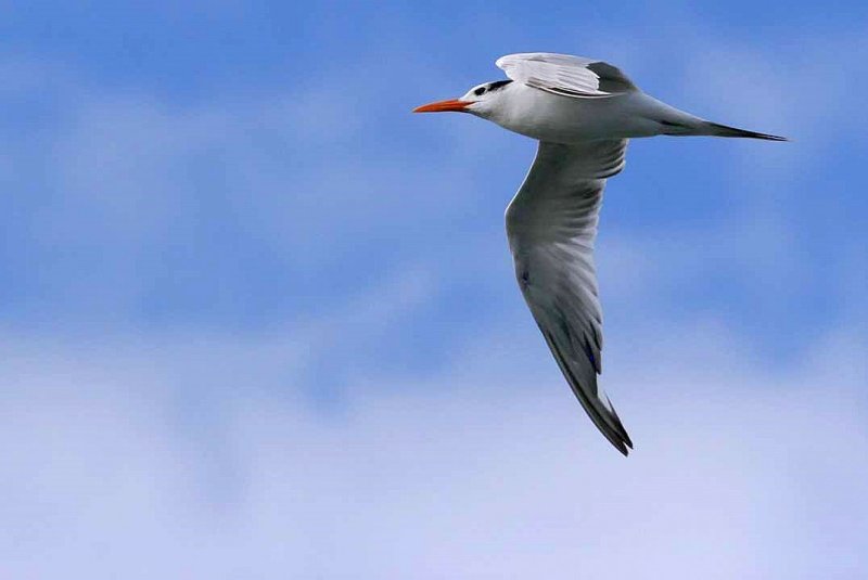 IMG_0611 terns.jpg