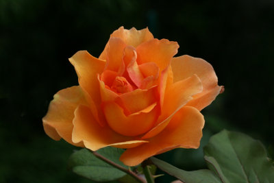 IMG_9492 roses.jpg
