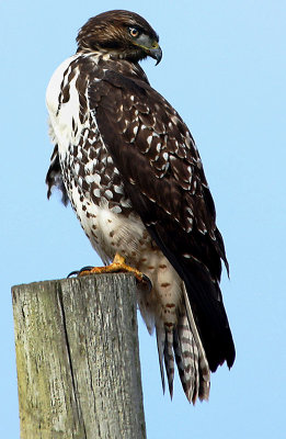 0555-Coastal-Hawk.jpg