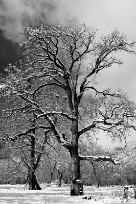0168-Valley-Oaks.jpg