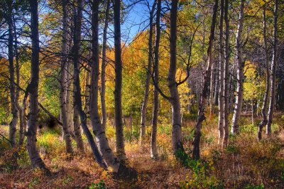 _DSC5035_6-Aspens.jpg