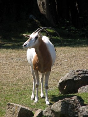 zoo_2008
