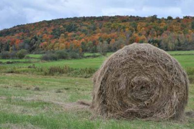 Weakness for Hay Rolls