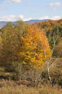Yellow & Birch