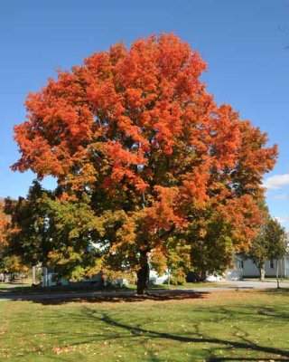 Marilyn's Favorite Tree