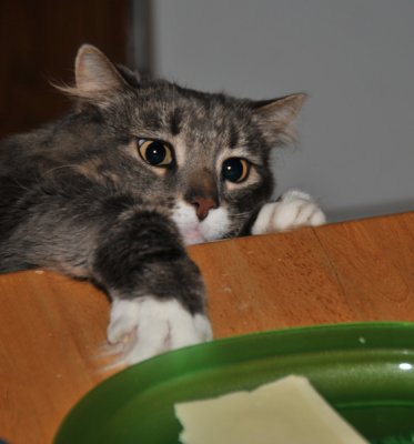 Reaching for Cheese