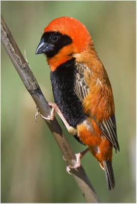 Red Bishop coming into brooding colours