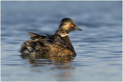 Blacknecked Grebe